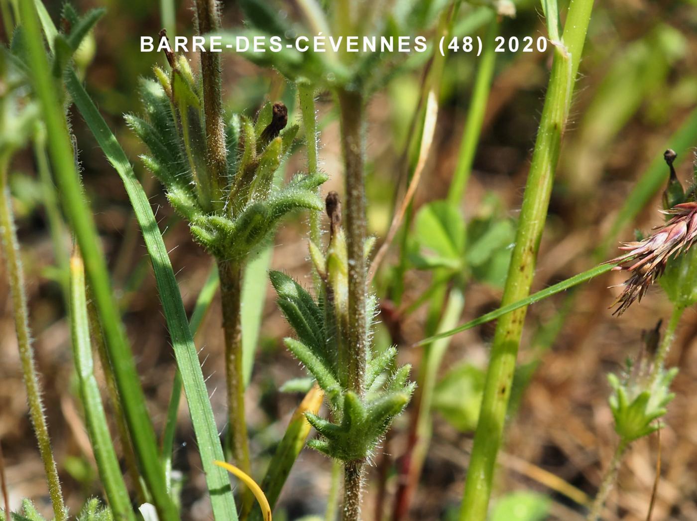 Eyebright, Wide-leaved leaf